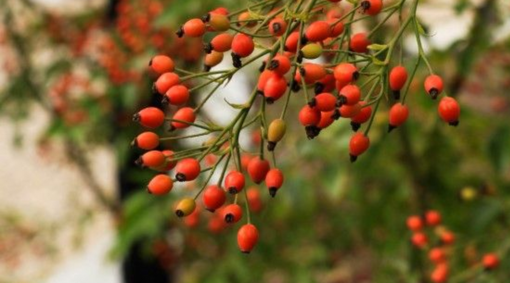 The Benefits of Rosehip Oil for Your Skin