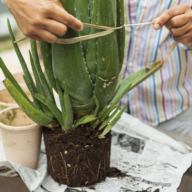 ALOE VERA