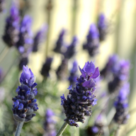 LAVENDER OIL