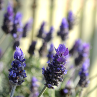 LAVENDER OIL