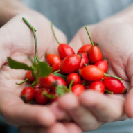 ROSEHIP OIL