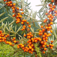 SEABUCKTHORN